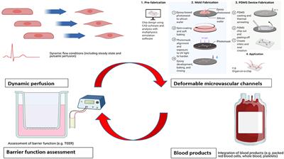 Studying the Endothelial Glycocalyx in vitro: What Is Missing?